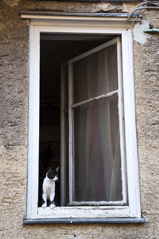 window-cat-brasov-20160828-_dsc8507-copy