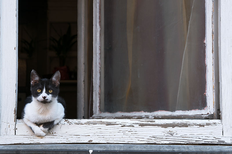 window-lucy-cat-20160828-_dsc8509-copy