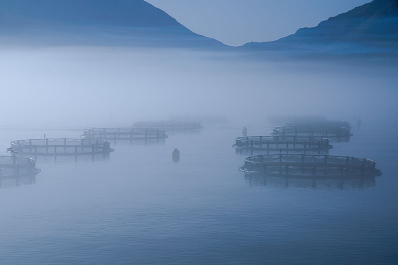 Fish Farms in the Bay of Kotor