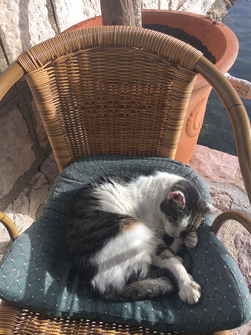 Cat Nap