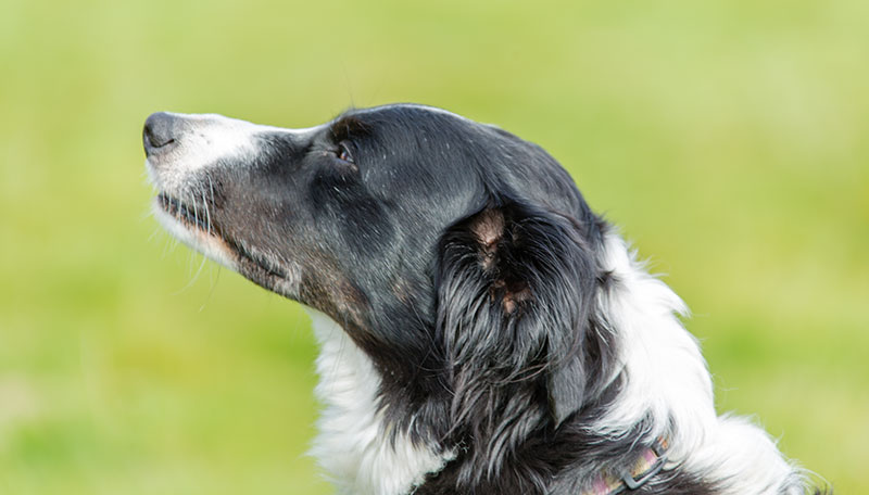 Sheep Dogs in the British Isles - Harold Hall PhotographyHarold Hall ...